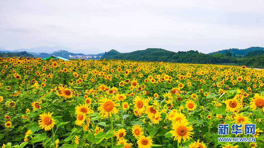 百畝花海驚艷綻放 快去邂逅多彩秋天