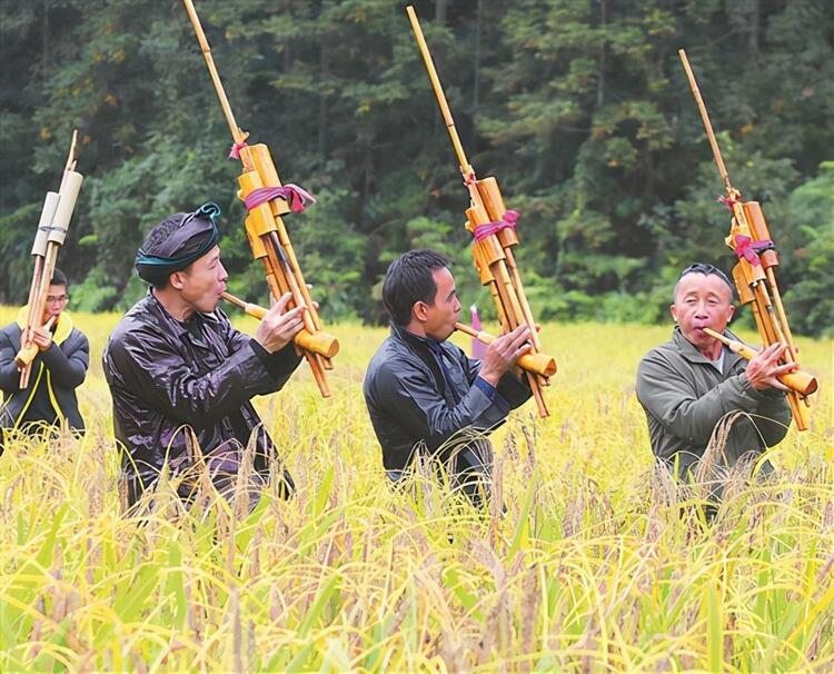 廣西融水苗族自治縣良寨鄉舉辦紫黑香糯文化節慶豐收