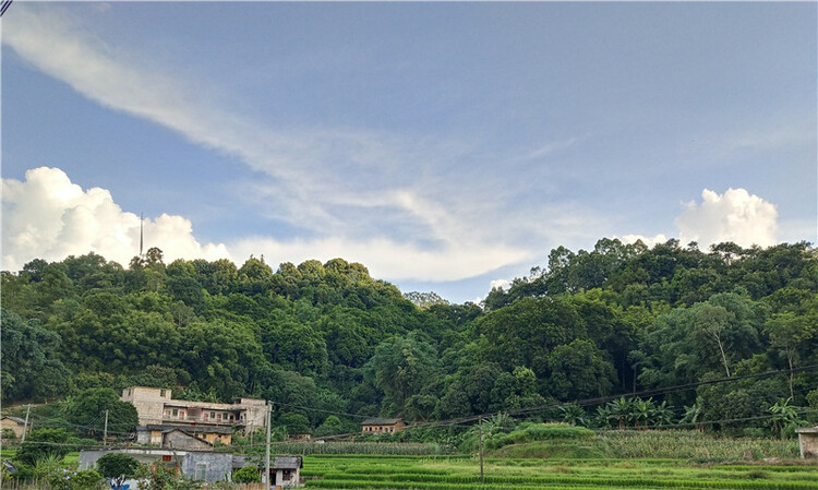 【B】廣西陸川縣：深山烏欖飄香脫貧路