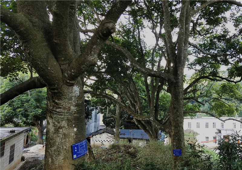 【B】廣西陸川縣：深山烏欖飄香脫貧路