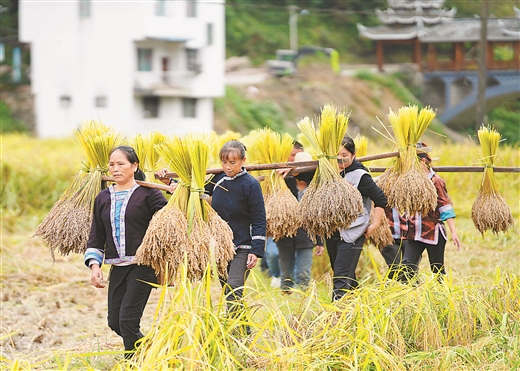 香糯豐收 村民樂