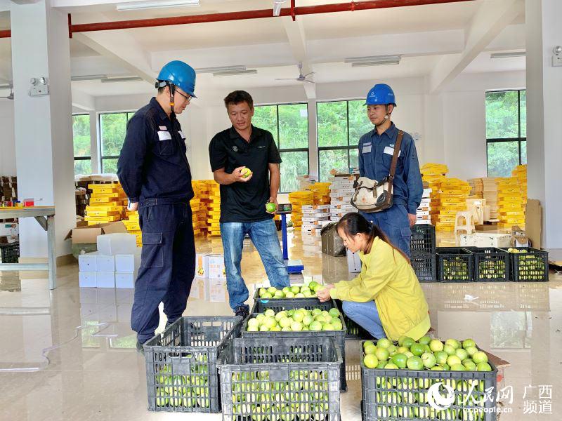 廣西淩雲：黃金百香果香飄小山村 甜了群眾“致富心”