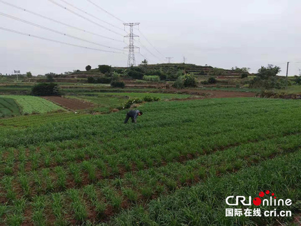 【唐已審】【原創】南寧市良慶區：“市場+經紀人+農戶”模式助農增收