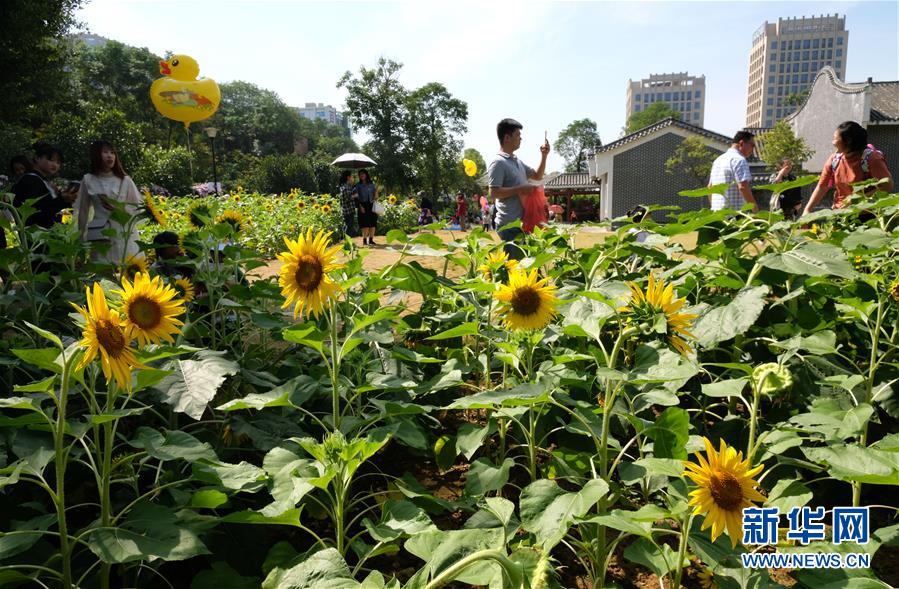 遊園賞花度週末