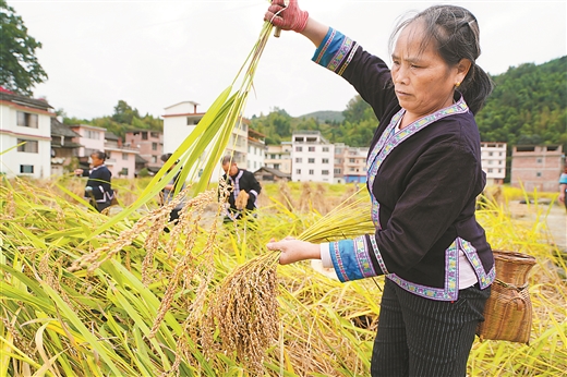 香糯豐收 村民樂