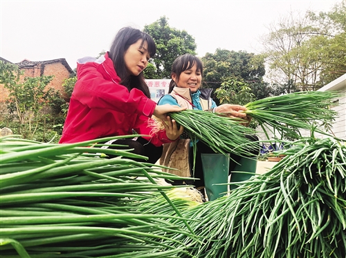 香蔥地裏出財富　鄉村旅遊添動能