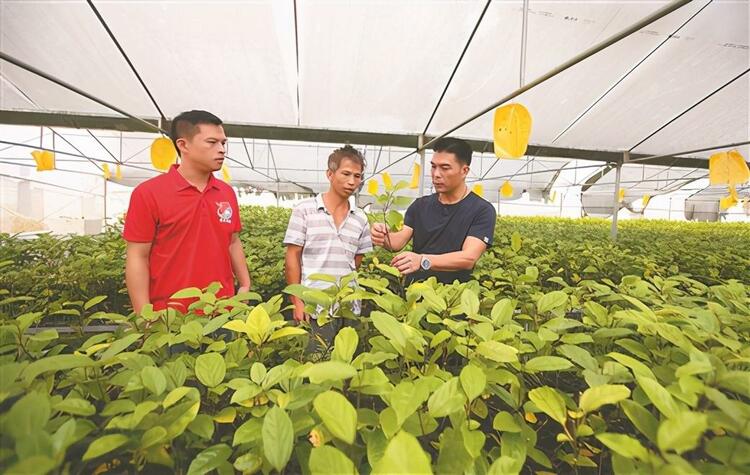 防城港市脫貧攻堅成就之東興市 國門特色興産業 邊民致富築新夢