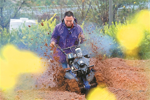 廣西春種旱地作物600余萬畝