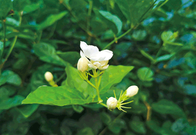 從兩捆花苗到百億元花産業：廣西橫縣以花富民強縣之路