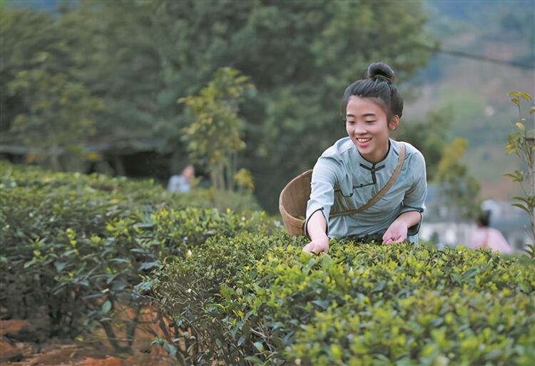 六堡茶香助脫貧