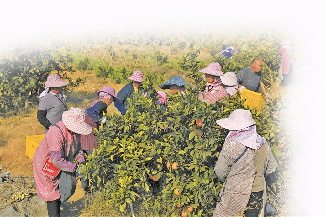 “網紅”上線 産品上行 ——廣西農村電商暨電商扶貧現場會側記