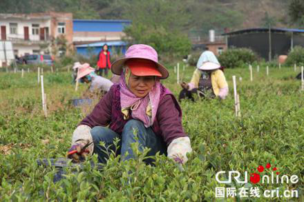 百色田林：把油茶産業變成群眾的“綠色銀行”