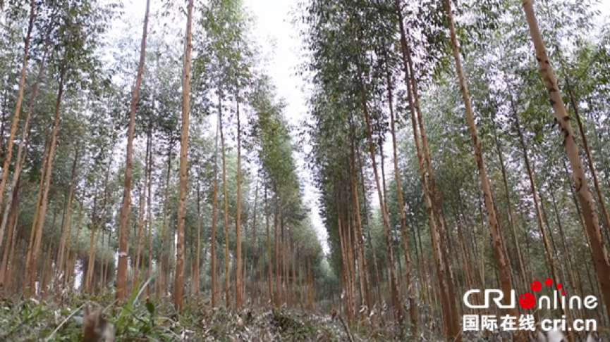 [唐已審][原創]廣西要實現人工林産業多功能化