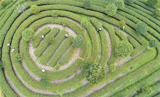 桂林龍勝種大力植茶葉帶動脫貧致富