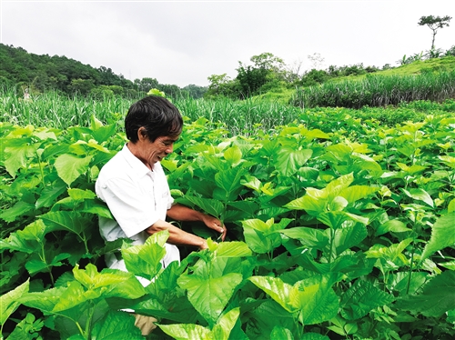 勤勞實幹謀脫貧　自立自強奔小康