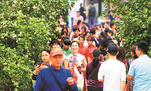 萬畝柚花醉遊客