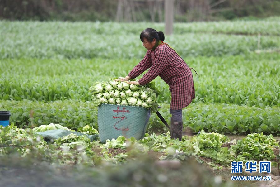 管好蔬菜地 保障“菜籃子”