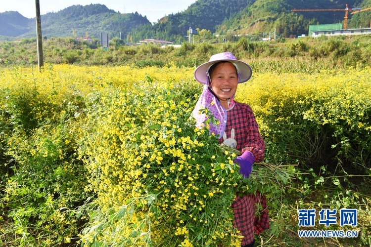 野菊花獲豐收 大地披上“黃金甲”