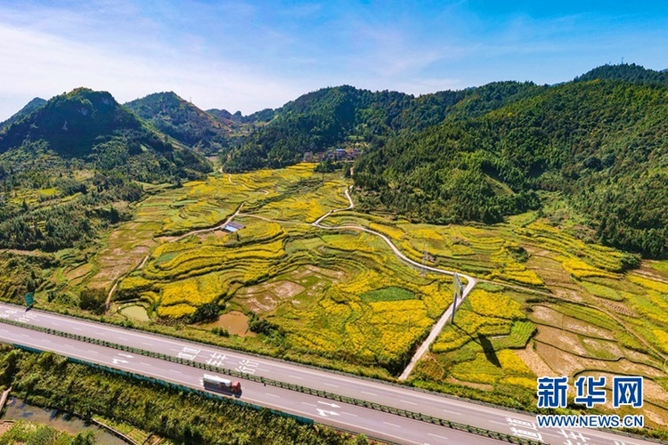 野菊花獲豐收 大地披上“黃金甲”