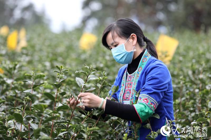 廣西三江：春到侗鄉茶飄香