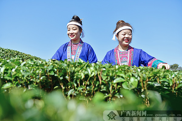 三江縣：創新發展模式 “茶葉＋刺繡”助脫貧