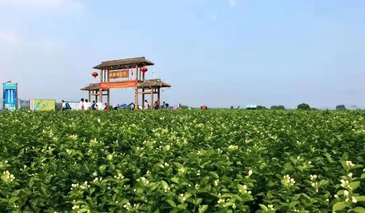 南寧橫縣：打好“三張牌” 構建文旅發展新格局