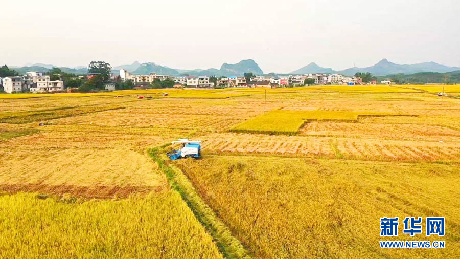 【“飛閱”中國】遍地金黃“豐”景如畫