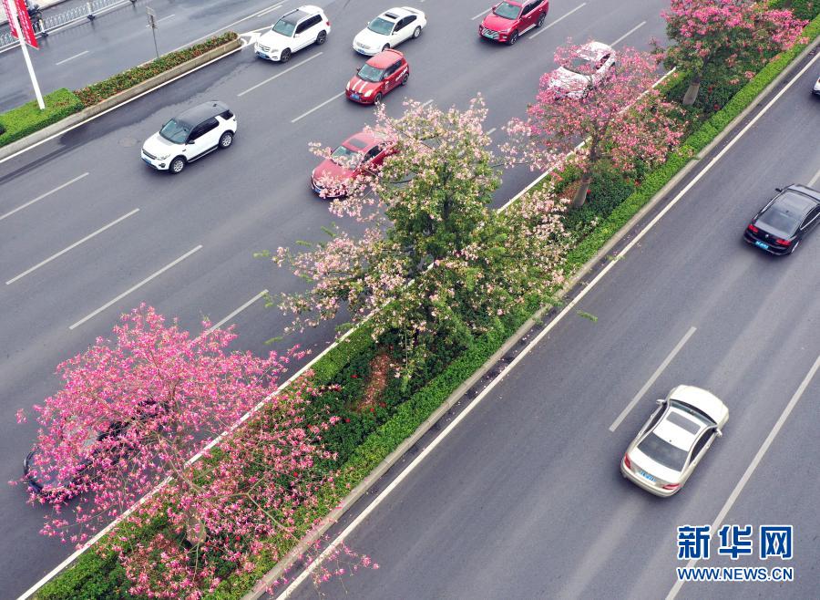 廣西南寧：花開迎盛會