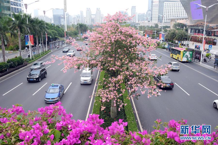 廣西南寧：花開迎盛會