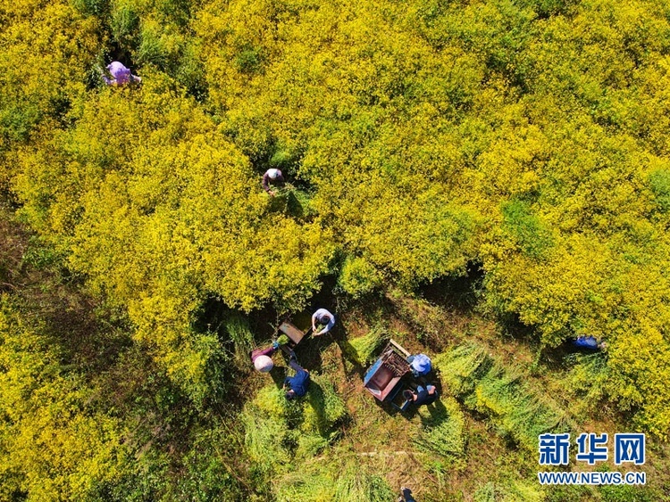 野菊花獲豐收 大地披上“黃金甲”