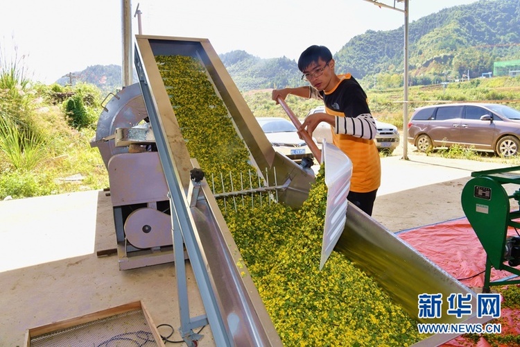 野菊花獲豐收 大地披上“黃金甲”