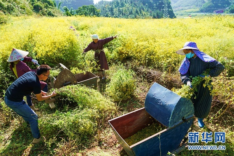 野菊花獲豐收 大地披上“黃金甲”