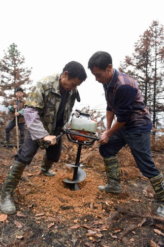 廣西三江：油茶樹成群眾脫貧“搖錢樹”