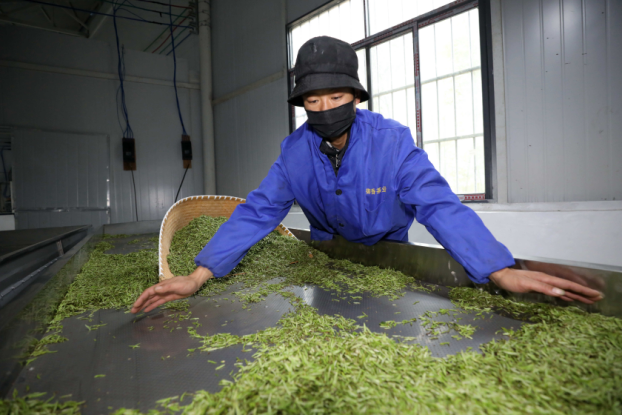 防得住疫情 聞得著茶香  ——廣西三江萬畝茶園“疫”線開採