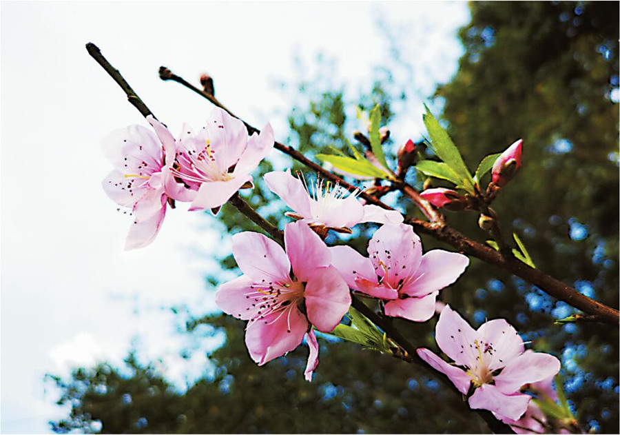 櫻花桃花齊盛開 春節期間南寧最高溫或超20℃