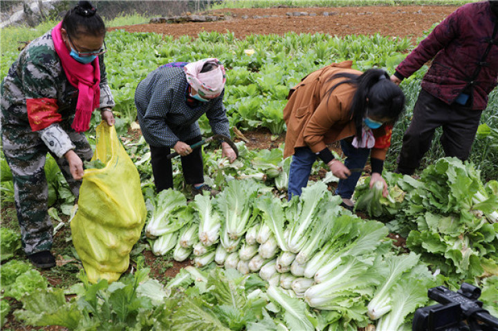 廣西開行第六班支援湖北果蔬物資直達冷鏈專列