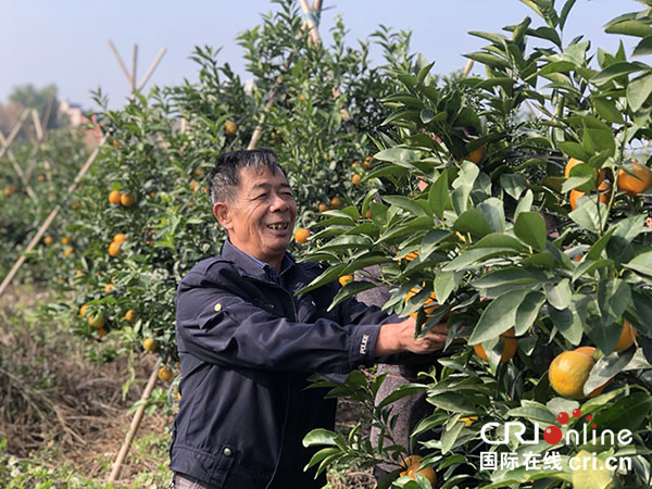 貴港市港南區：400多畝沃柑種植基地助易地扶貧搬遷群眾實現增收