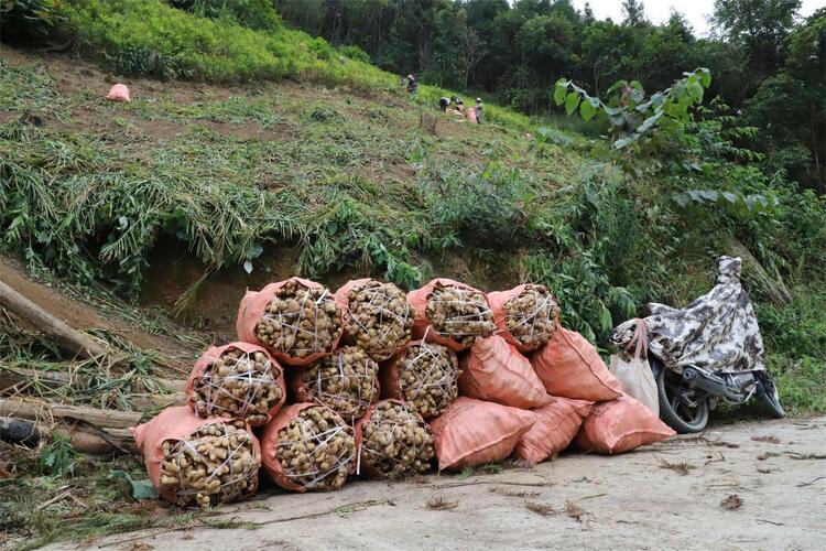 廣西田林：小生薑變身扶貧大産業