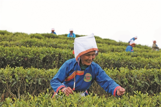 採茶大比拼 歡樂滿山村