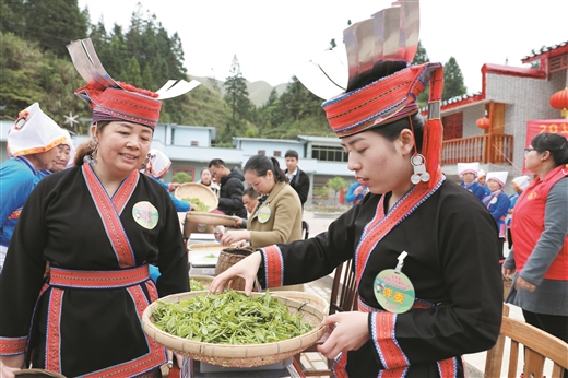 採茶大比拼 歡樂滿山村