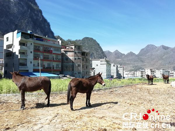 田林馬幫：馬背上的脫貧致富路