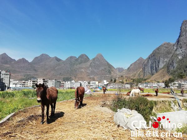 田林馬幫：馬背上的脫貧致富路