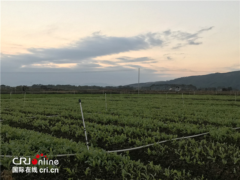 廣西平南：蔬菜種植助增收 脫貧致富正當時