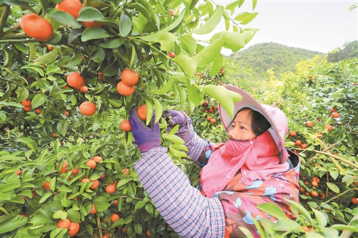 融安縣水果種植面積達20萬畝