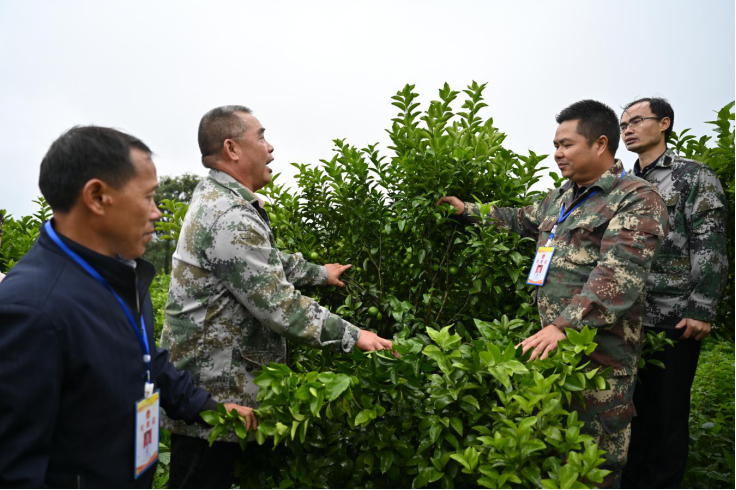 廣西田林：晚熟砂糖橘拓寬貧困群眾增收渠道