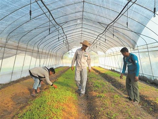 承接國際農業援助項目 他們在柬埔寨種植夢想