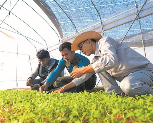 承接國際農業援助項目 他們在柬埔寨種植夢想