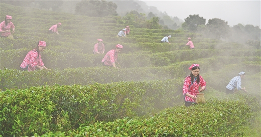 桂平小茶葉 致富大産業