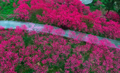 【分頁】河池環江：八戒山公園200多畝桃花傲然怒放（組圖）