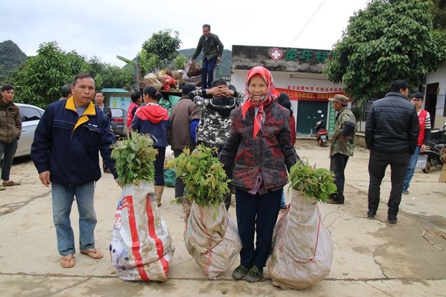 崇左大新：打造“青梅之鄉”助農增收